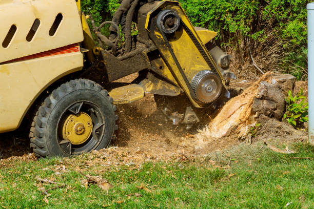 Best Pest Control for Lawns  in Westlake Corner, VA