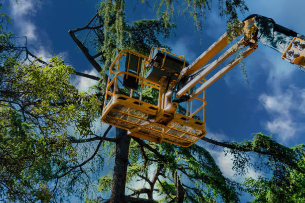 Best Tree Trimming and Pruning  in Westlake Corner, VA