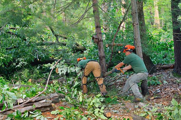 Best Arborist Consultation Services  in Westlake Corner, VA