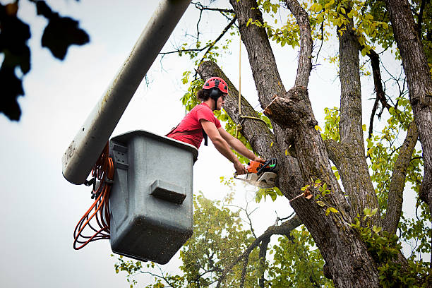 Best Utility Line Clearance  in Westlake Corner, VA