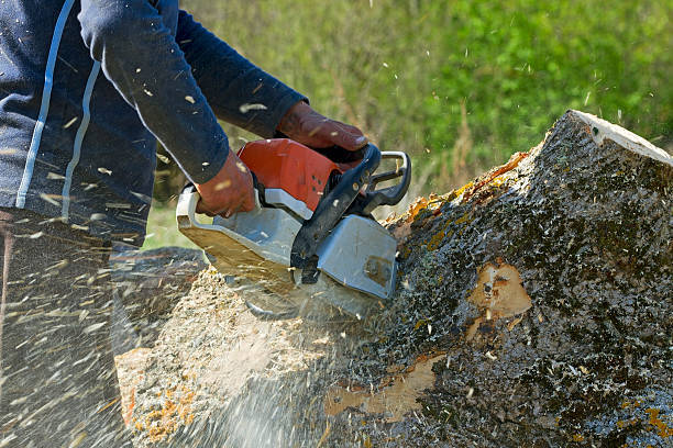 Best Lawn Watering Services  in Westlake Corner, VA
