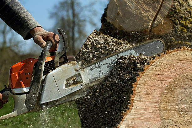 Best Firewood Processing and Delivery  in Westlake Corner, VA