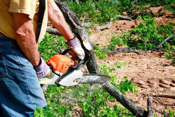 Best Tree and Shrub Care  in Westlake Corner, VA