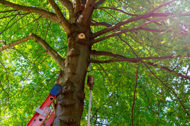 Professional Tree Services in Westlake Corner, VA
